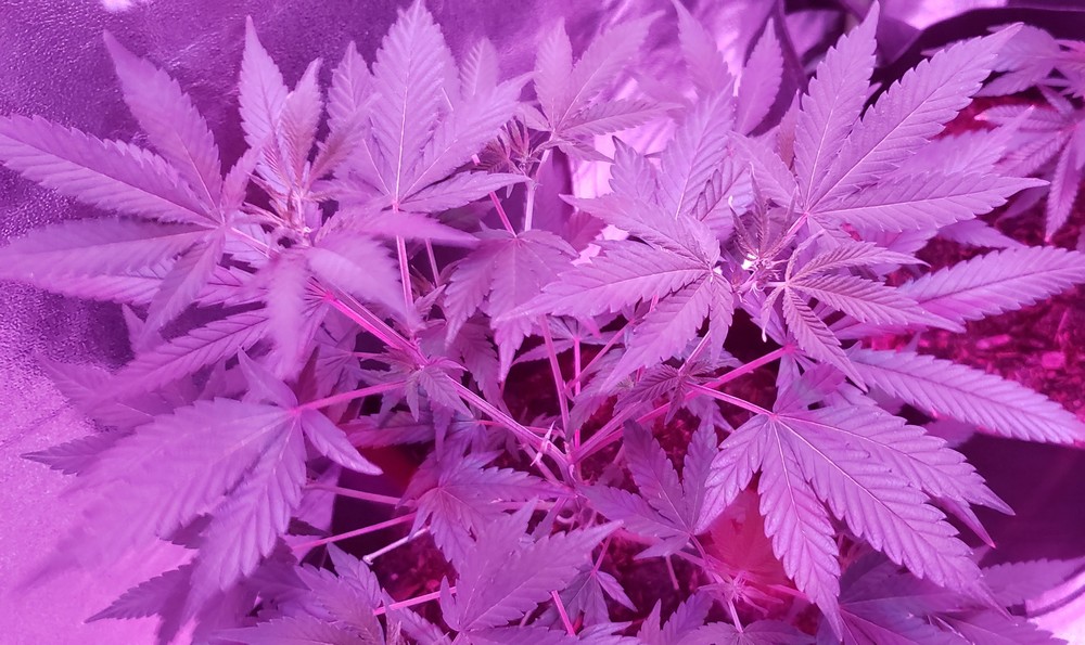 Day 38 Photo Update