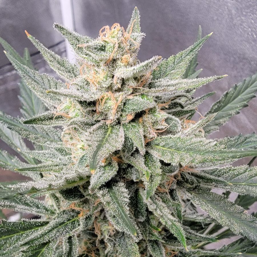 Auto – Cherry Bear Kush