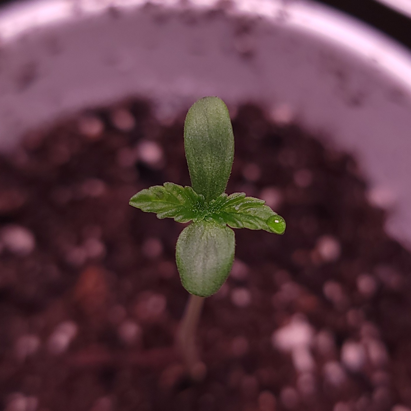 Free The V THCV Seedlings