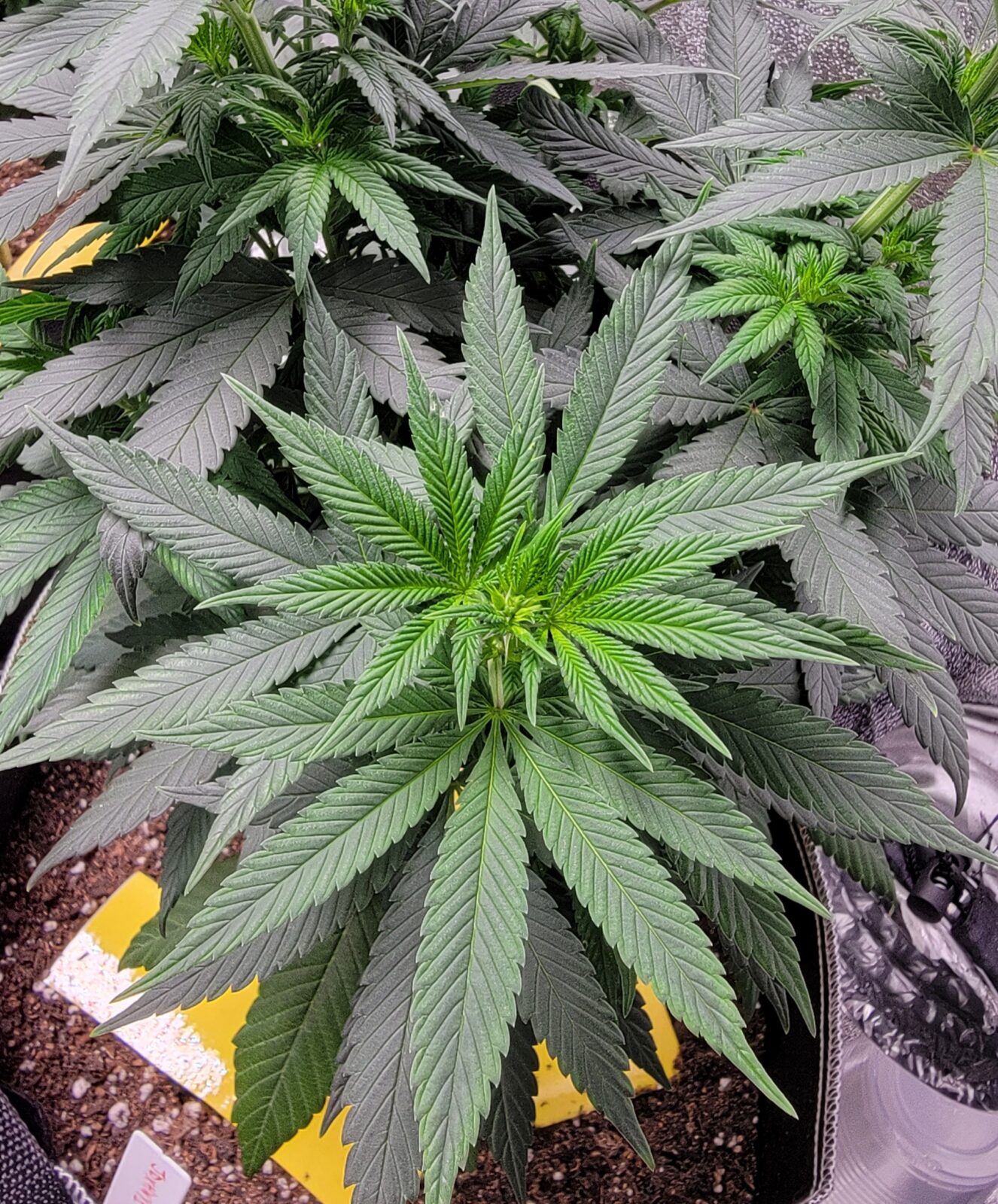 A Few Days Into Flower…