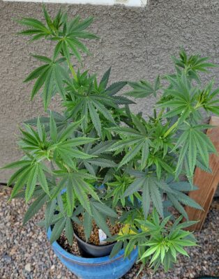 Outdoor plant