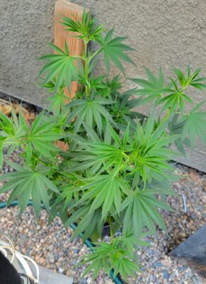 Another outdoor plant
