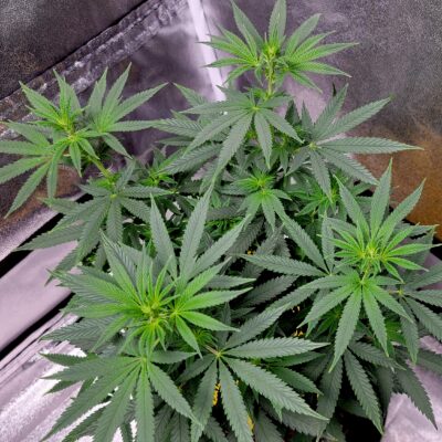 Jorge's Diamonds x Hiydrow (indoor tent)