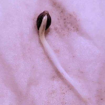 Ogreberry Super Terp Taproot