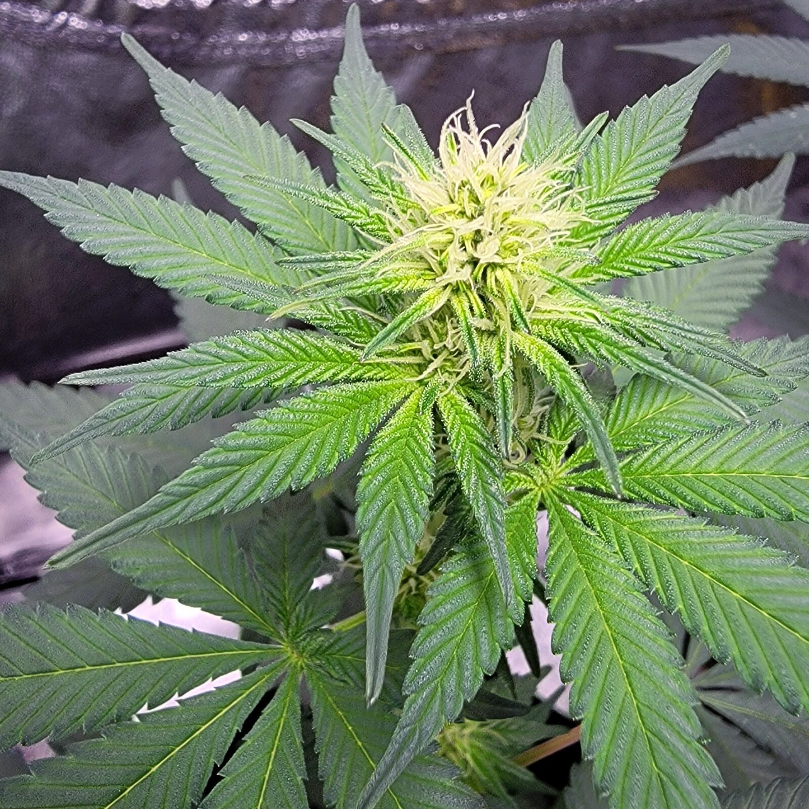 THCV – End Week 2 of Flower