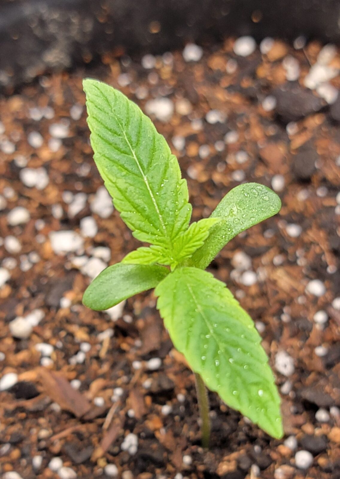 THCV – New Run – 2026