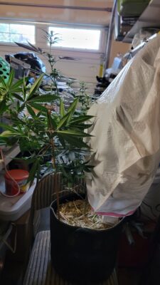 Trash Bag THCV Plant