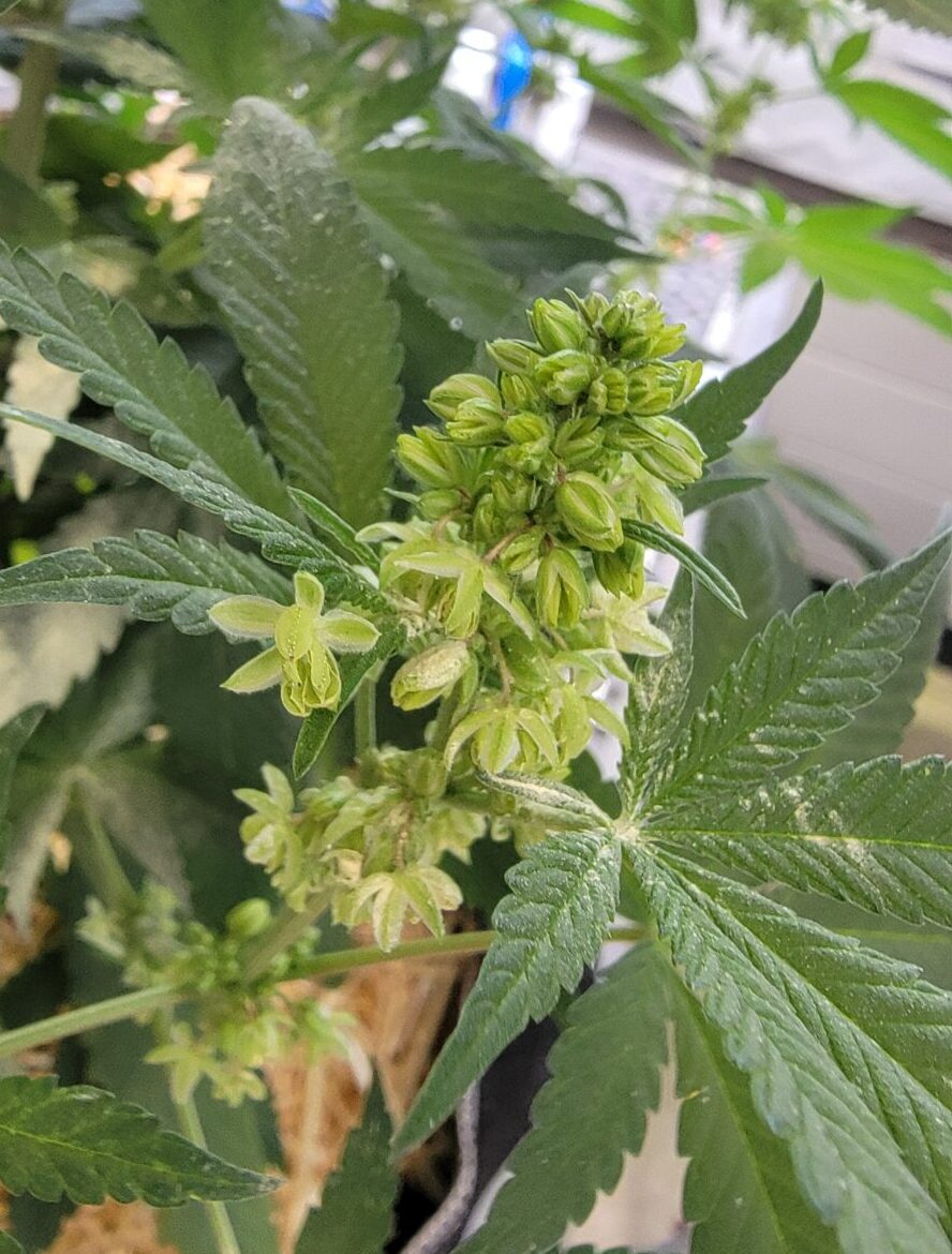 THCV Male Plant with Pollen